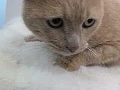 -爱洗澡的猫(望京店)