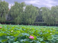 -四川大学(望江校区)