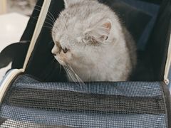 -安安宠医宠物医院·异宠·犬猫内科(岳阳分院)
