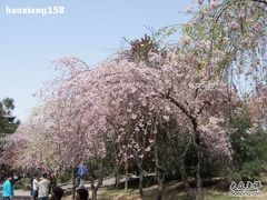 -西安青龙寺遗址景区