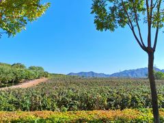 -北京张裕爱斐堡酒庄