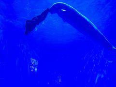 -多彩贵州城极地海洋世界