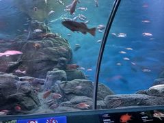 -上海海洋水族馆