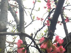 -重庆彩云湖湿地公园