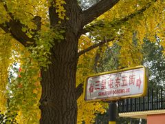 -三里屯东五街银杏大道
