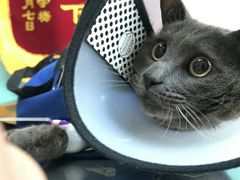 -高德24h动物医院