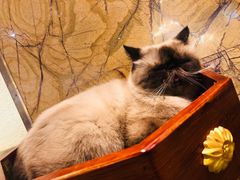 -more than meow吴止猫主题餐厅(承德 中船汇店)