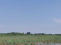 -泗洪洪泽湖湿地景区