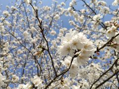 -高东镇樱花园