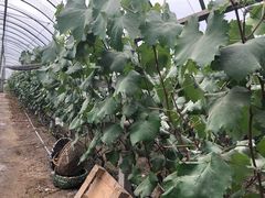 -马陆小张葡萄园农家乐