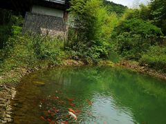 -大唐贡茶院