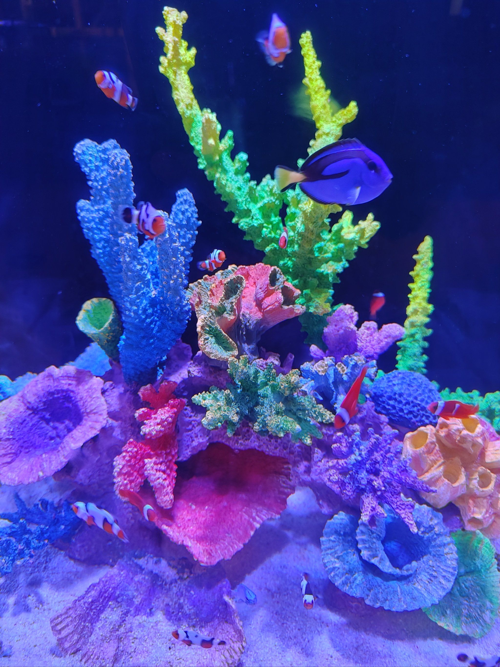 夜市里的mini海底世界