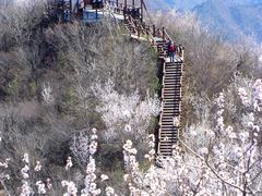 -大岭沟猕猴桃谷风景区