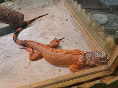 -上海大自然野生昆虫馆(东方明珠·爬宠昆虫探索中心)