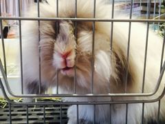 -藦茜花园宠物主题亲子互动体验馆(国顺东路店)