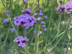 -上海滨江森林公园