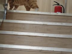 -宠福鑫康馨动物医院·骨科·眼科