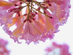 -天适樱花悠乐园