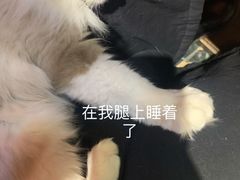 -猫色咖啡·猫咖
