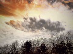 -合肥滨湖国家森林公园