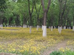 -永定河休闲森林公园