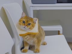 -猫大福·Fortune Cat猫舍(百子湾店)