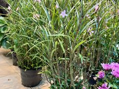 -双季花艺园艺市场(浦东店)