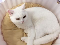 -喵的天空名猫咖啡馆·撸猫·猫舍·用品