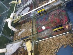 -明记海鲜大排档(巽寮湾店)