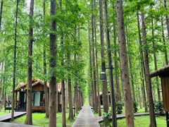 -黄海国家森林公园