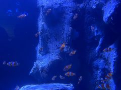 -海合安武汉极地海洋公园