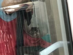 -北京观赏动物医院·24小时大型综合·猫专科·异宠专科