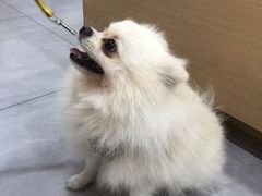 -瑞派蒂凯宠物医院·免疫点·宠保定点