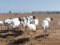 -盐城丹顶鹤湿地生态旅游区