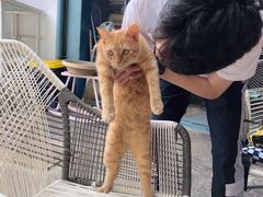 -喵屿·大理花园猫咖