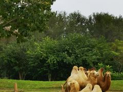 -北京野生动物园