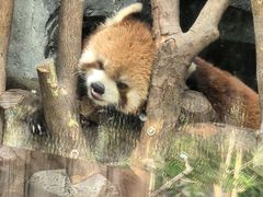 -武汉动物园