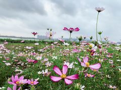 -羚羊峡古栈道森林公园