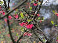 -铁山坪森林公园