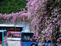 -深圳仙湖植物园-停车场