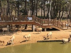 -日照海滨国家森林公园
