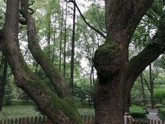 -徐家汇源景区-衡山公园