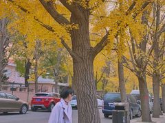 -三里屯东五街银杏大道