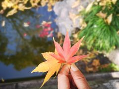 -秋霞圃