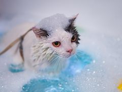 -宠颐生猫科·内科皮肤科(西平世纪城店)