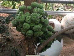 -呀路古热带植物园
