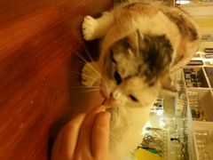 android_upload_pic-猫色咖啡·猫咖