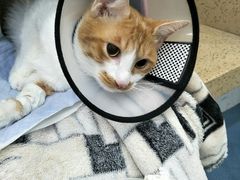 -伟伟宠物医院·CT影像中心·瑞派犬猫综合性门诊(汉口总院)
