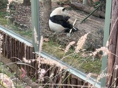-都江堰中华大熊猫苑