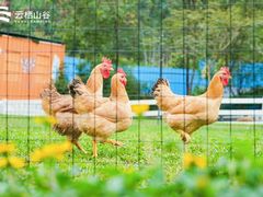 -云栖山谷露营地·团建年会·生日派对